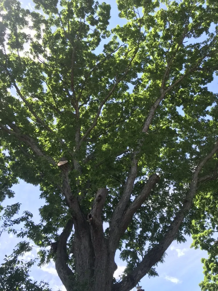 Trusted garden landscaping for outdoor upgrades in Lynn, MA by Oscar's The Pros, Tree Service