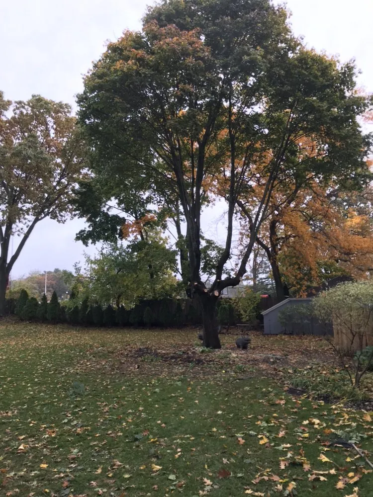 Affordable lawn care service near you across Lynn, MA - Oscar's The Pros, Tree Service