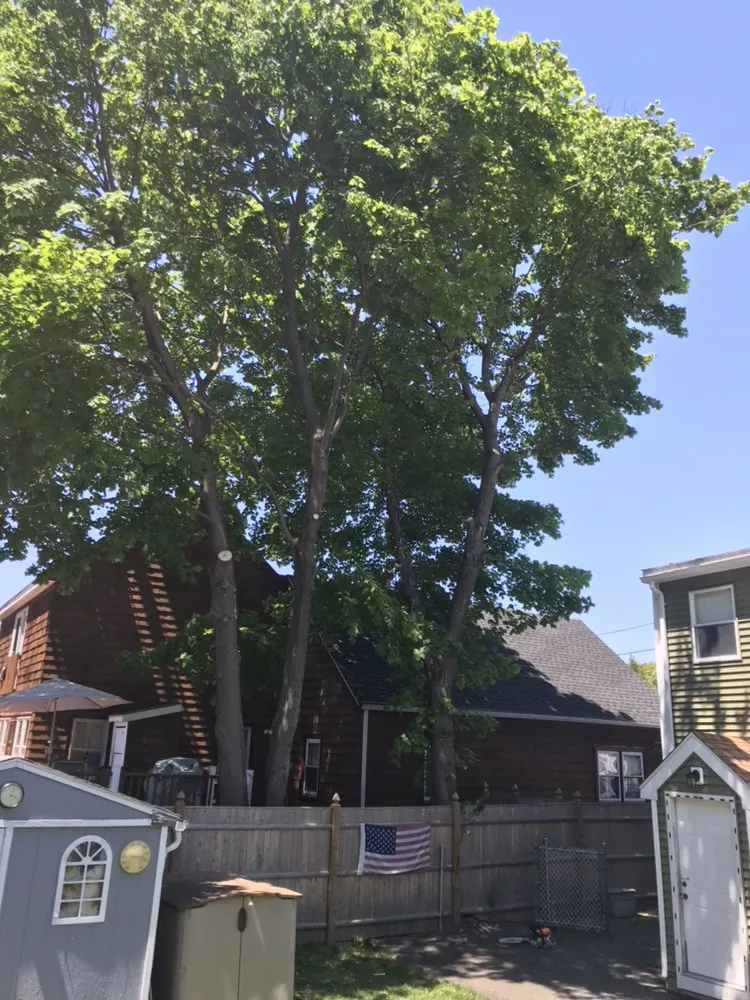Affordable yard maintenance in Lynn, MA - Oscar's The Pros, Tree Service