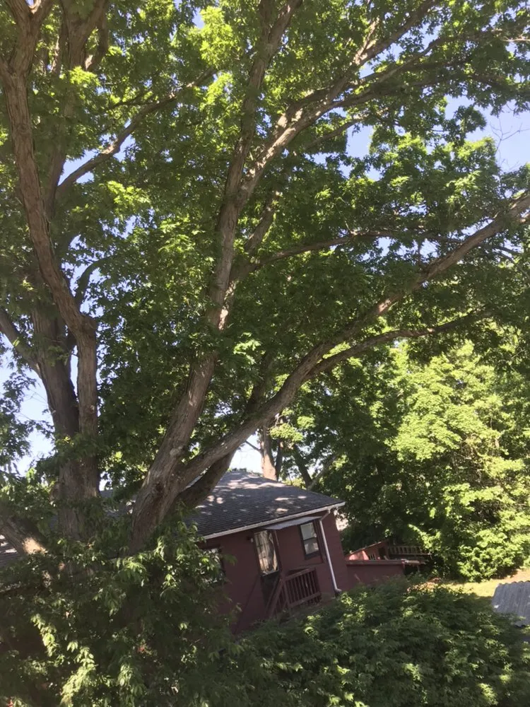 Custom landscaping services in Lynn, MA by Oscar's The Pros, Tree Service