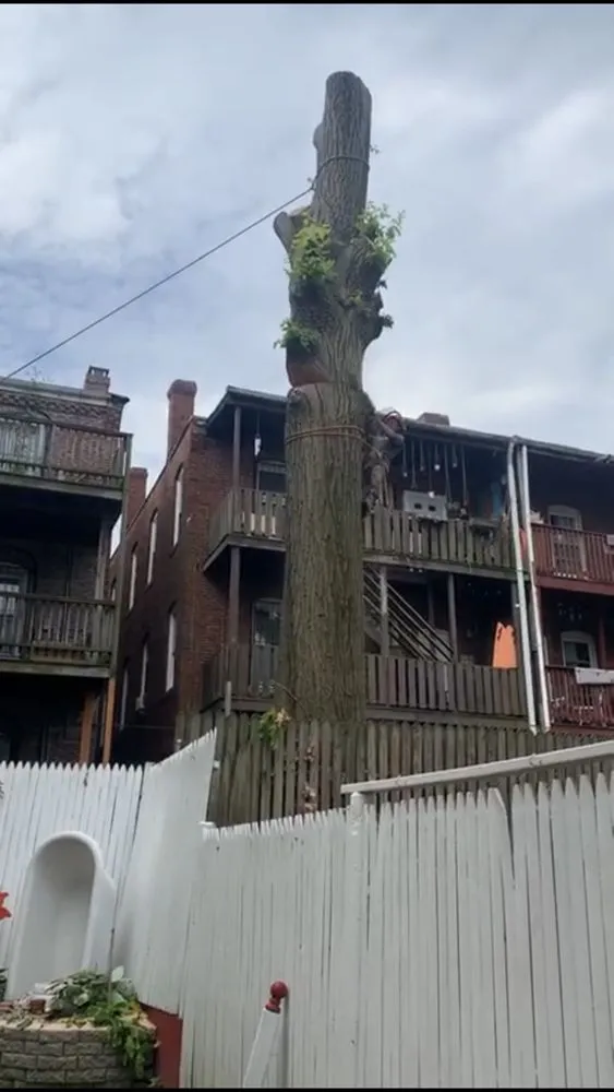 Reliable landscaping services in Lynn, MA - Oscar's The Pros, Tree Service