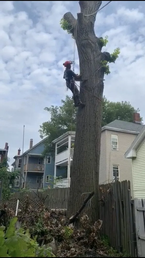 Professional lawn mowing service for year-round maintenance across Lynn, MA - Oscar's The Pros, Tree Service