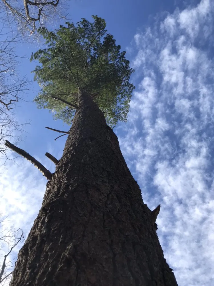 Top-rated landscape design in Lynn, MA by Oscar's The Pros, Tree Service