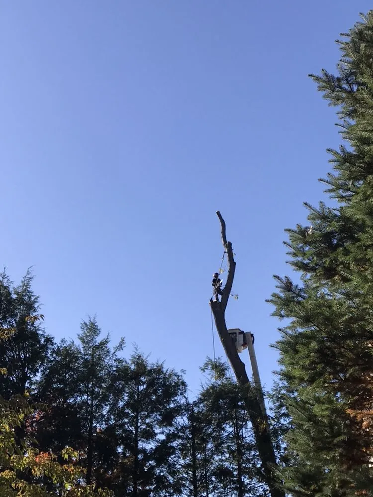 Expert landscape design in Lynn, MA by Oscar's The Pros, Tree Service