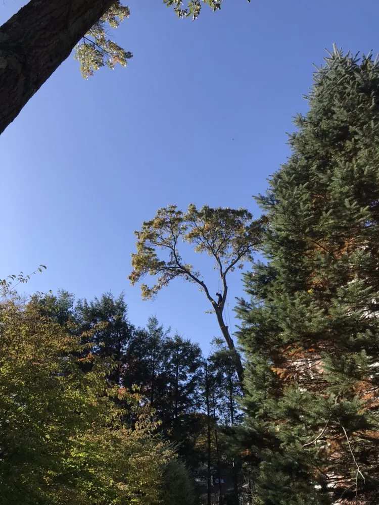 Custom lawn care service in Lynn, MA by Oscar's The Pros, Tree Service