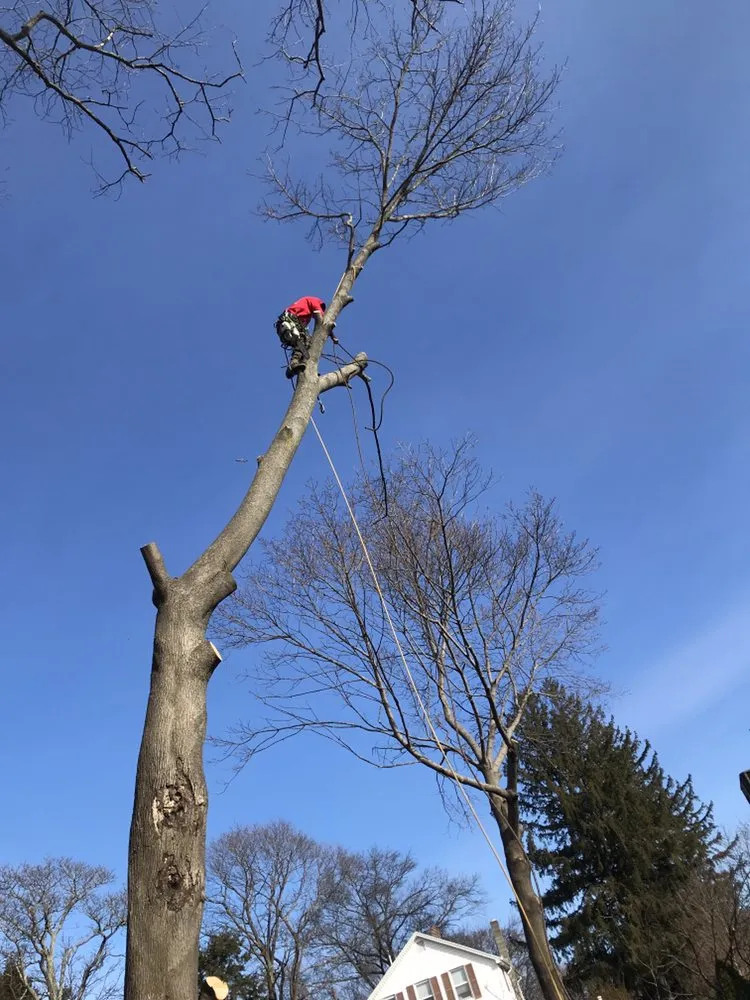 Custom lawn care service for year-round maintenance in Lynn, MA by Oscar's The Pros, Tree Service