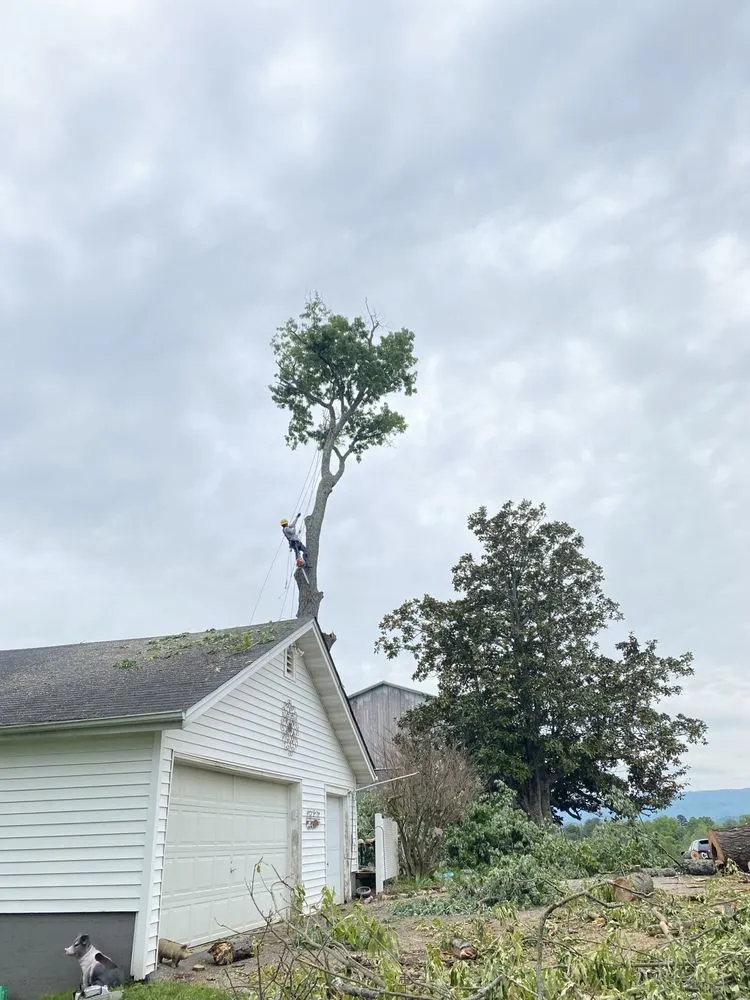 Trusted landscaping services in Maryville, TN - Oscar’s Tree Service