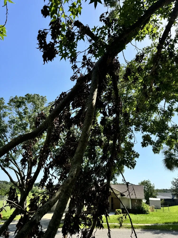 Top-rated garden landscaping for outdoor upgrades in Kissimmee, FL by Osceola Finest Lawn Care