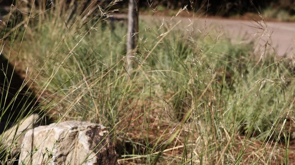 Custom lawn mowing service in Berkeley, CA by Oscito