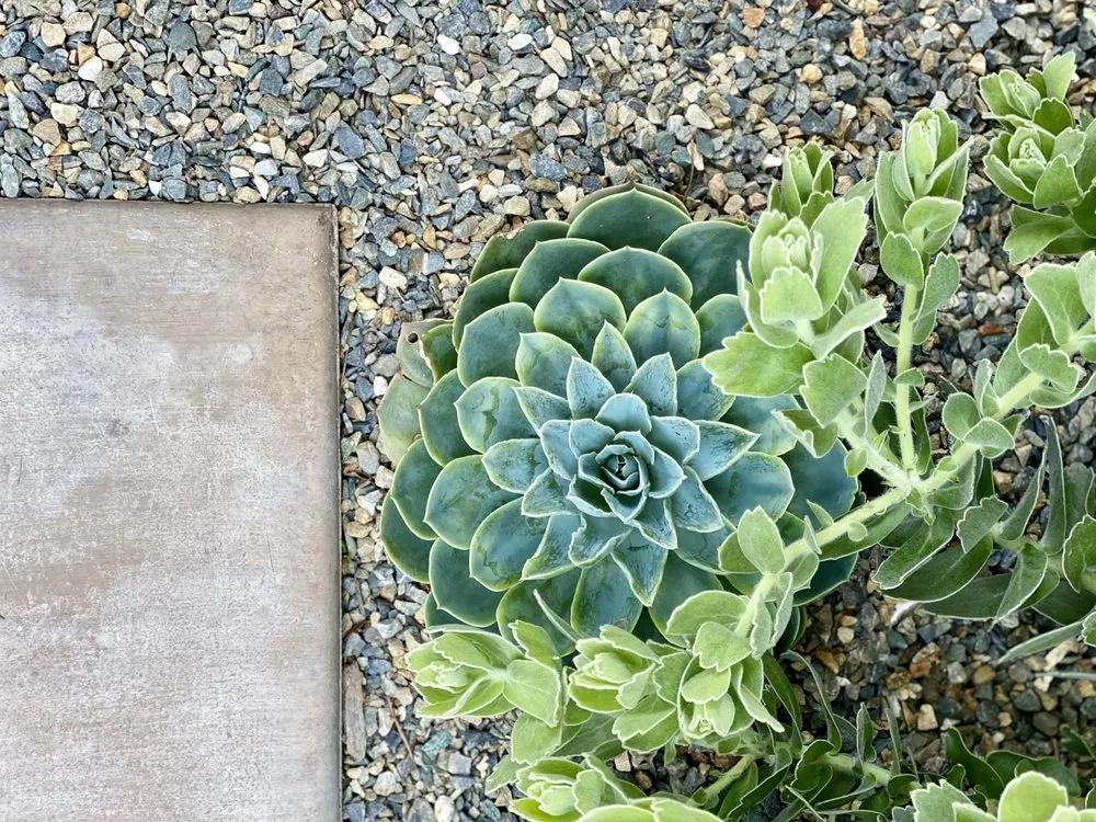 Local landscape installation experts serving Berkeley, CA - Oscito