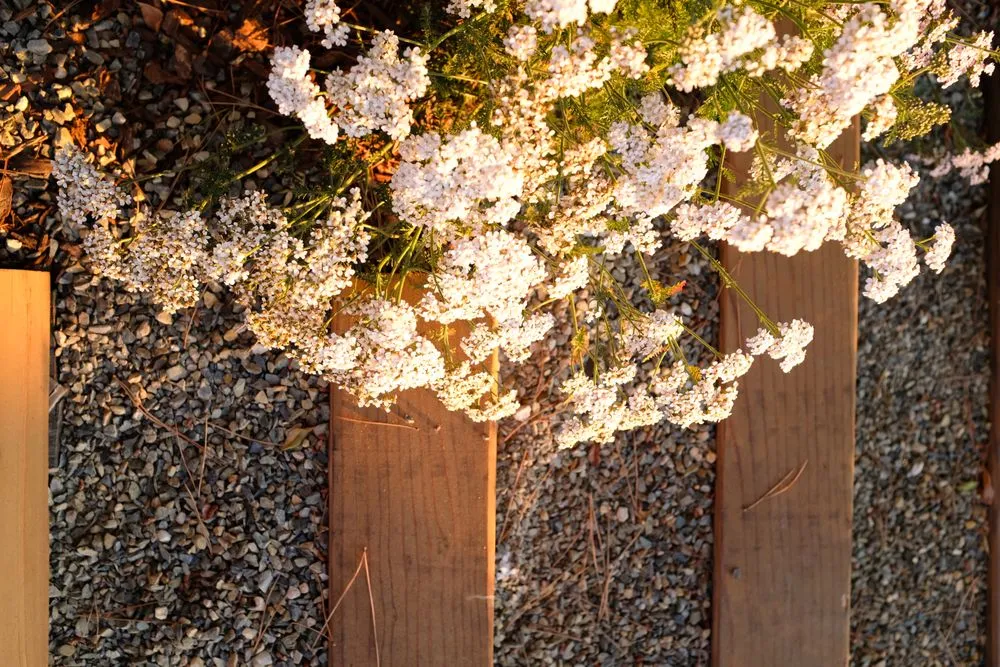 Custom garden landscaping in Berkeley, CA - Oscito