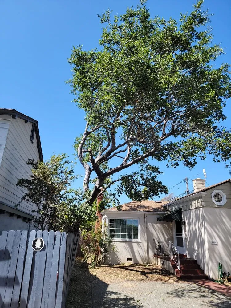 Top-rated residential landscaping in Redwood City, CA - Oseguera Tree Service and Landscaping