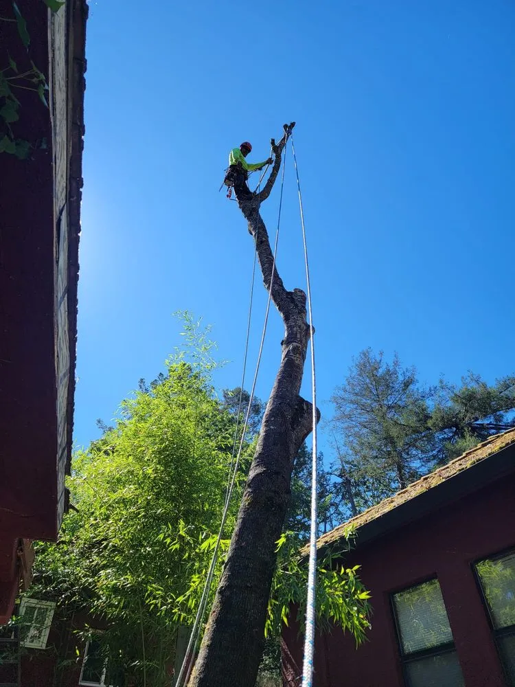 Custom lawn care service experts serving Redwood City, CA - Oseguera Tree Service and Landscaping