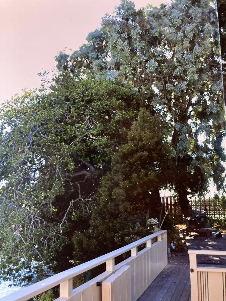 Affordable lawn mowing service in Redwood City, CA by Oseguera Tree Service and Landscaping