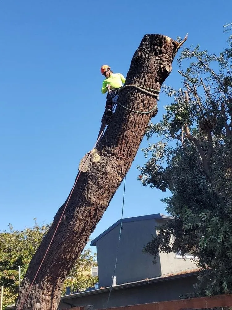 Custom landscape design near you across Redwood City, CA - Oseguera Tree Service and Landscaping