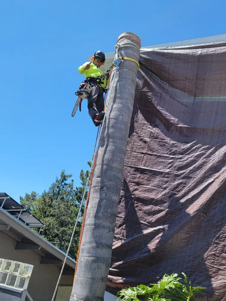 Expert landscape design for outdoor upgrades across Redwood City, CA - Oseguera Tree Service and Landscaping