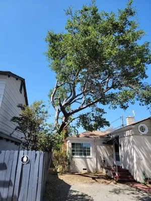 Oseguera Tree Service and Landscaping Logo