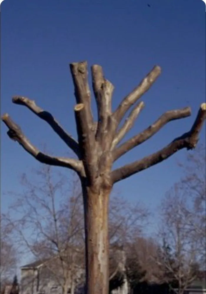 Affordable yard cleanup service near you in Sonoma, CA by Oseguera's Lanscape Maintenance