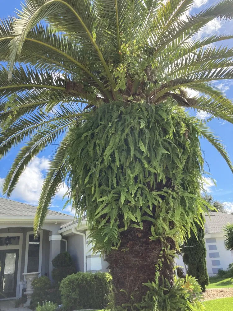 Affordable lawn care service for beautiful yards in DeLand, FL by Osem’s Landscaping and More