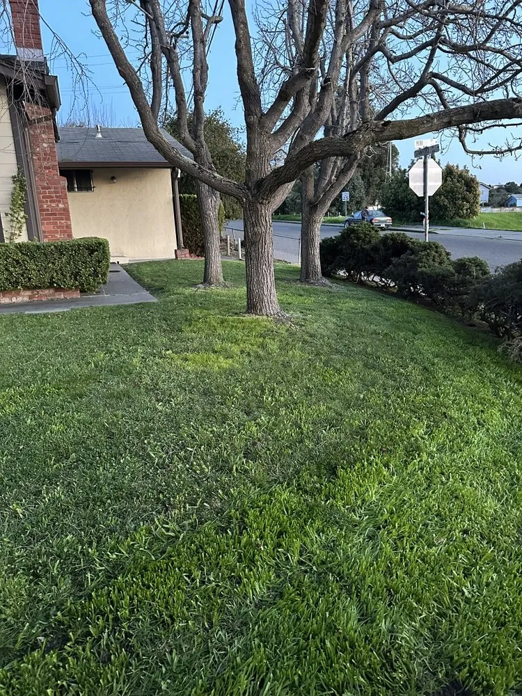 Professional landscape installation experts serving Vallejo, CA - Osme Landscaping