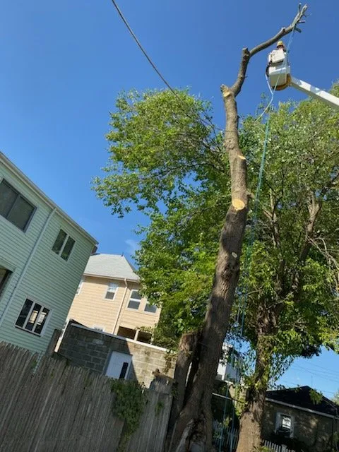 Top-rated outdoor landscaping for outdoor upgrades in Waltham, MA by Osorio Landscaping & Tree Service