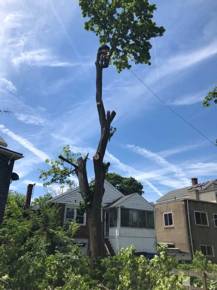 Local landscaping services in Waltham, MA - Osorio Landscaping & Tree Service