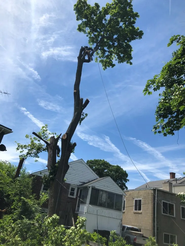 Expert yard maintenance with custom design across Waltham, MA - Osorio Landscaping & Tree Service