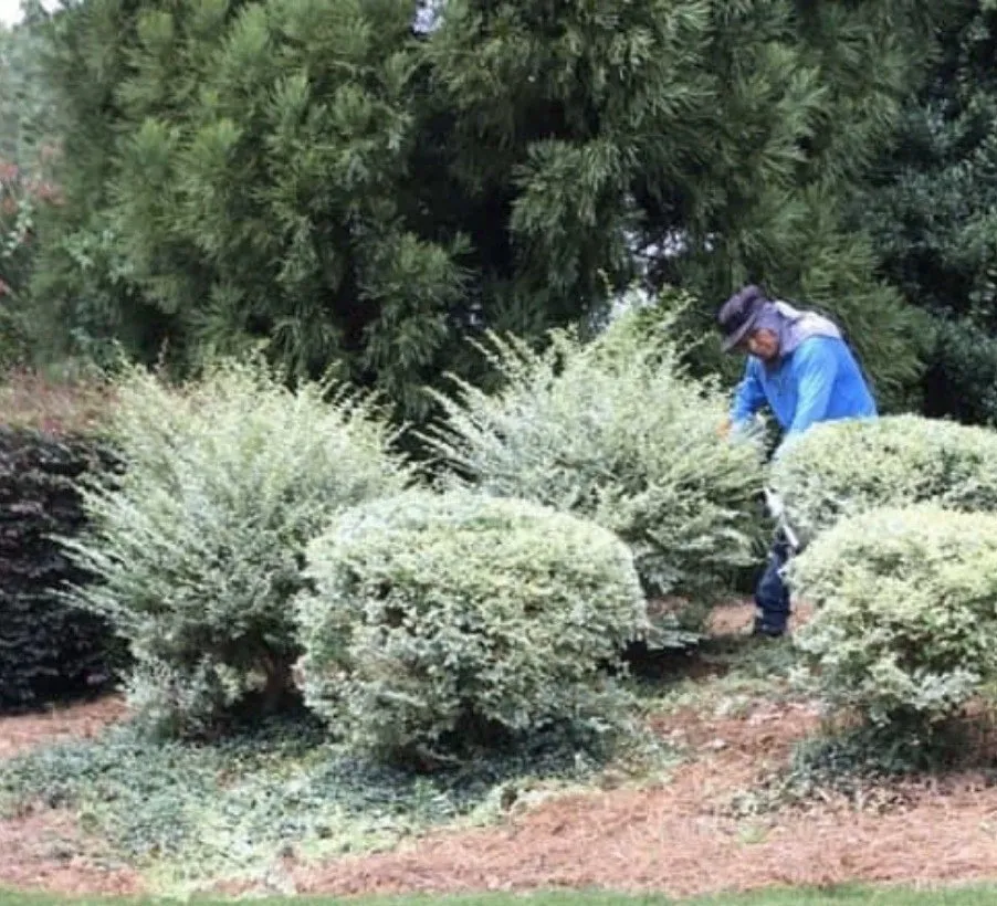 Reliable yard maintenance experts serving Austell, GA - Osorio Landscaping