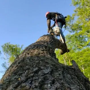 Expert yard maintenance for beautiful yards across Lagrangeville, NY - Osorio Tree Service