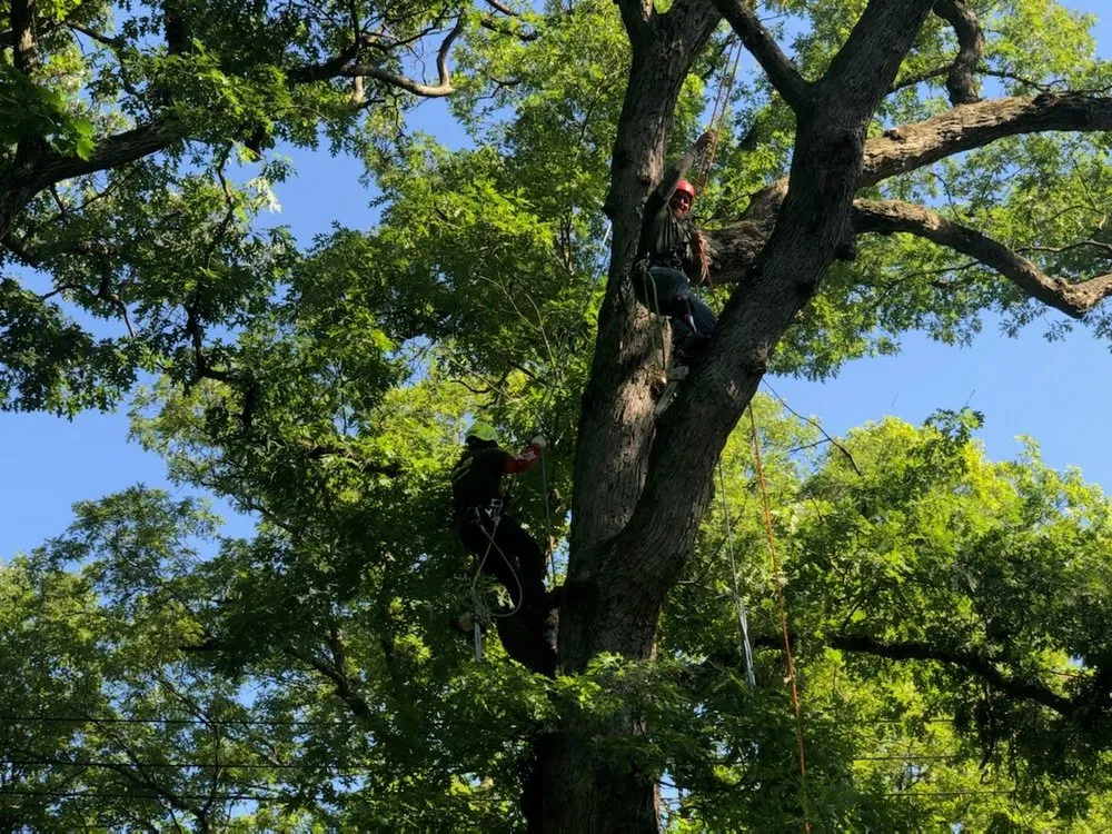Expert landscaping services experts serving Lagrangeville, NY - Osorio Tree Service