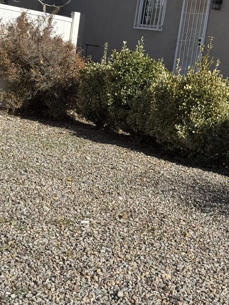 Top-rated yard cleanup service for residential properties across Albuquerque, NM - Oso’s Yards And More