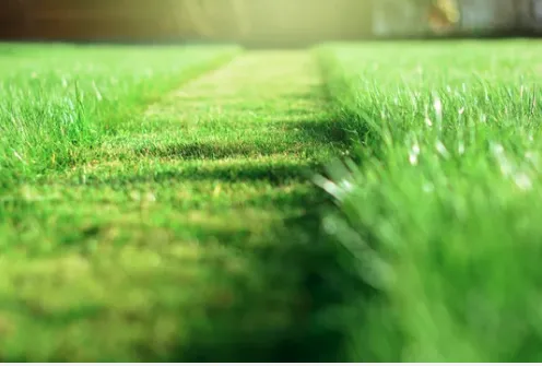 Local outdoor landscaping for beautiful yards across Albuquerque, NM - Oso’s Yards And More