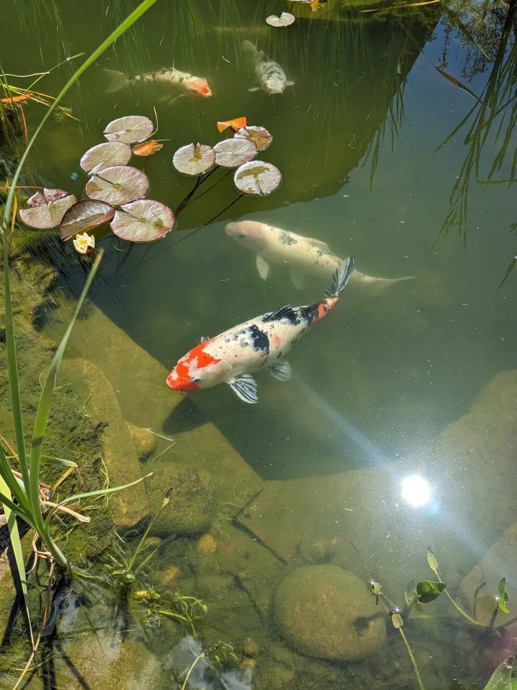 Local lawn mowing service experts serving Wellington, CO - Oster Landscape Irrigation