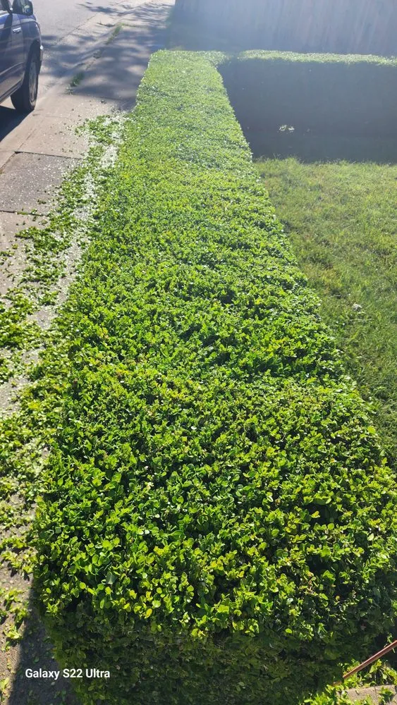 Top-rated garden landscaping in Sacramento, CA - Osvaldo Landscaping & Services