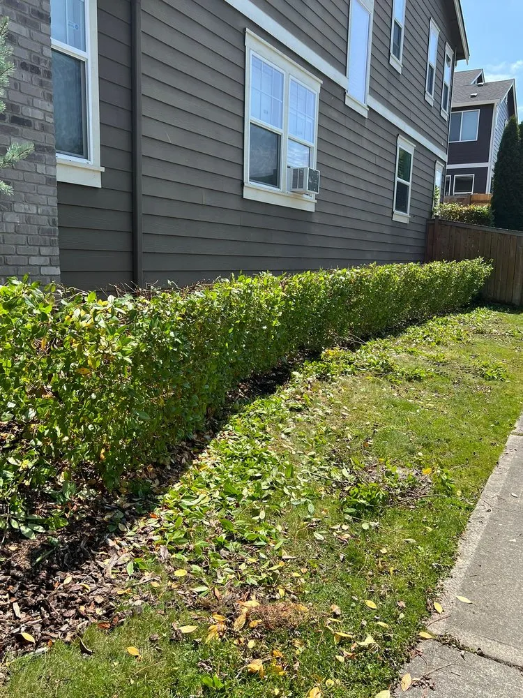 Trusted yard cleanup service in Renton, WA by Osvaldos Landscaping