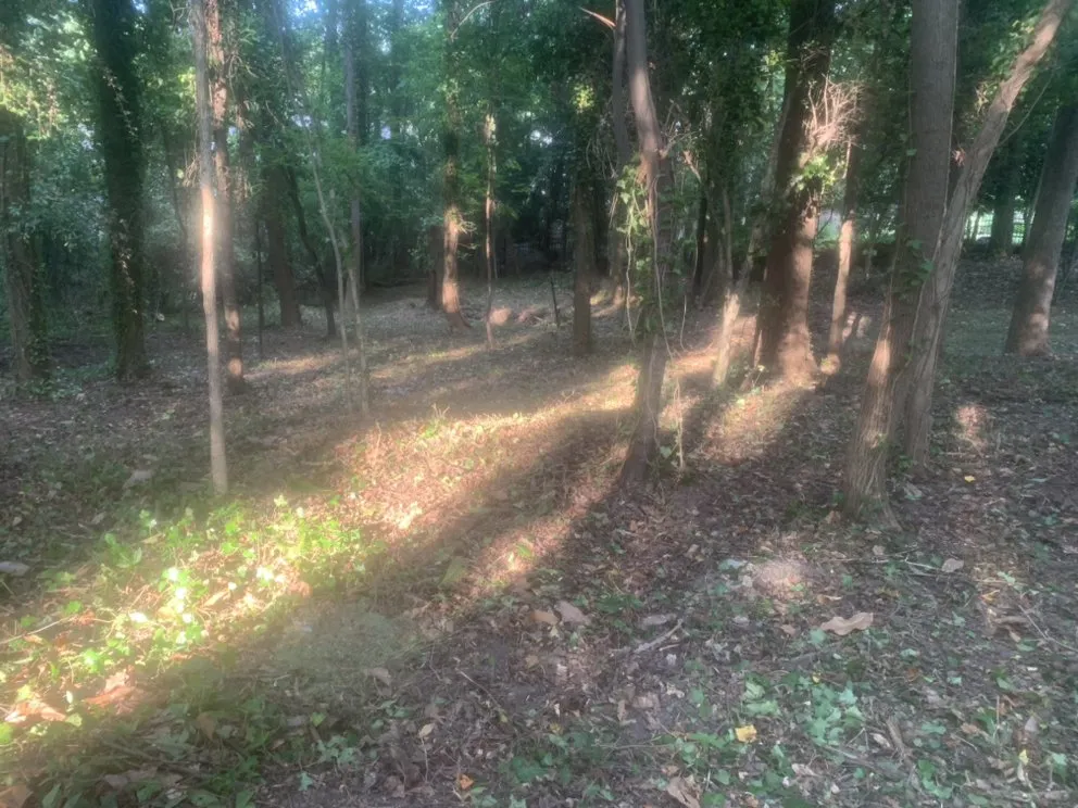 Affordable yard cleanup service for beautiful yards across Atlanta, GA - Osvin Landscaping