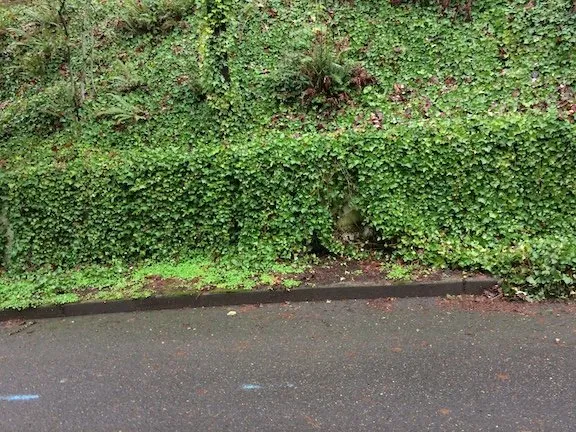 Trusted garden landscaping for year-round maintenance in LAKE OSWEGO, OR by Oswego Yard Care