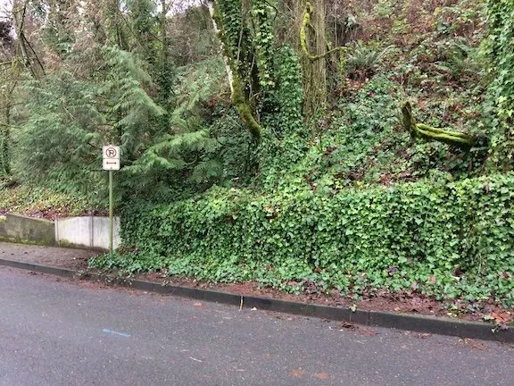 Expert yard cleanup service in LAKE OSWEGO, OR by Oswego Yard Care