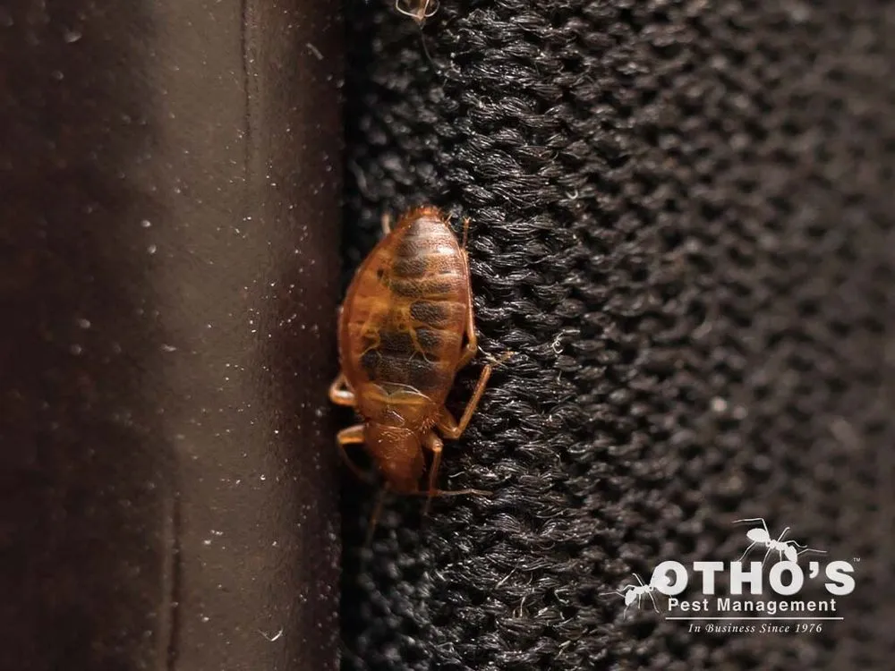 Professional lawn care service in Randleman, NC - Otho's Pest Management