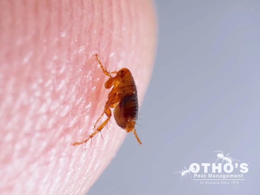 Custom outdoor landscaping in Randleman, NC by Otho's Pest Management