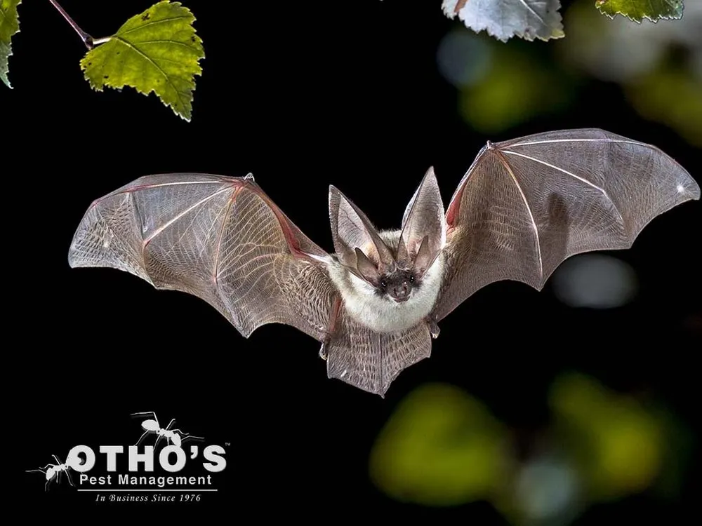 Reliable outdoor landscaping in Randleman, NC by Otho's Pest Management