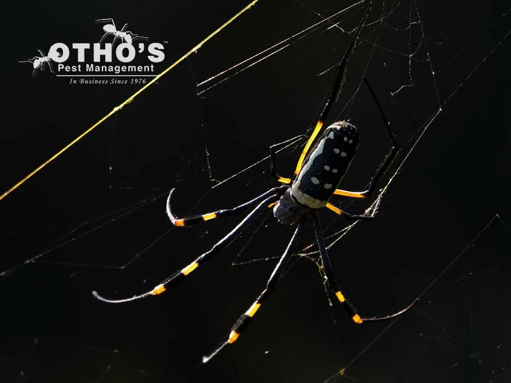 Trusted landscaping services for beautiful yards in Randleman, NC by Otho's Pest Management