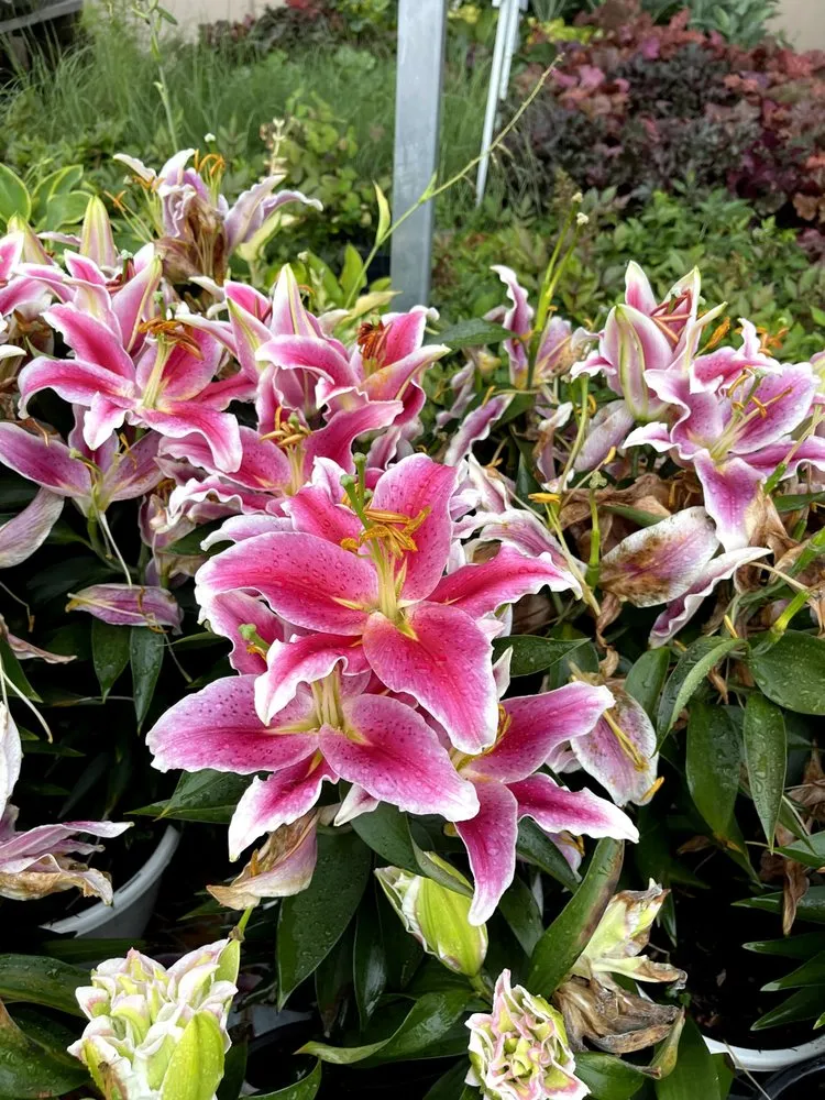 Expert landscape design experts serving Cincinnati, OH - Ott Simply Green Lawn Care