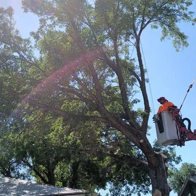 Ott Tree Services and Landscaping