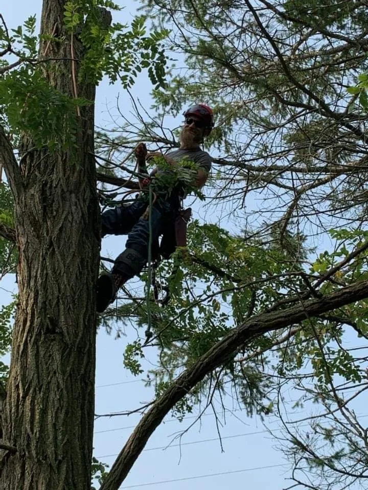 Expert outdoor landscaping in Waterford, MI - Otto Tree Service