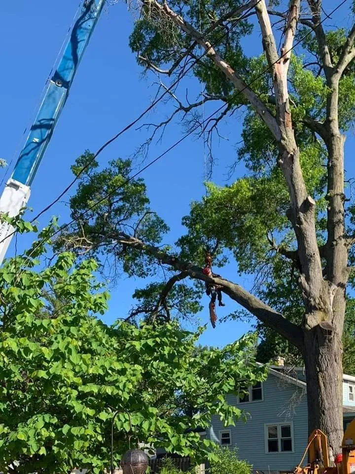 Affordable residential landscaping for residential properties across Waterford, MI - Otto Tree Service