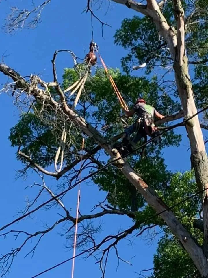 Professional lawn care service with custom design across Waterford, MI - Otto Tree Service