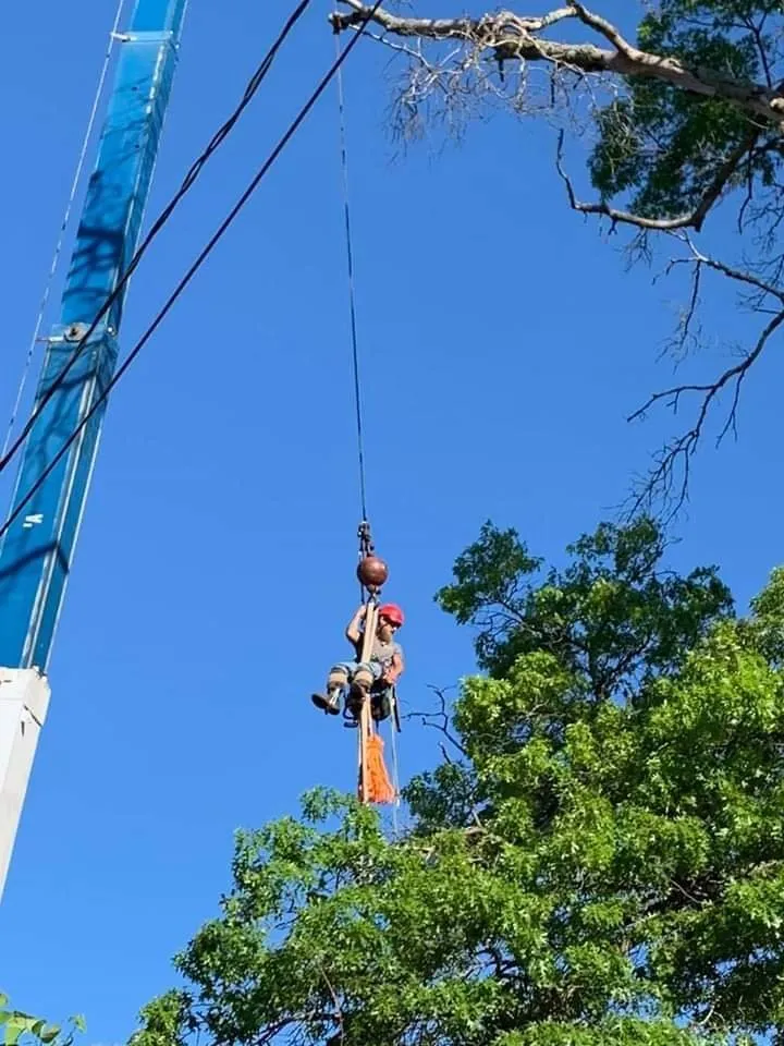 Custom yard maintenance in Waterford, MI - Otto Tree Service