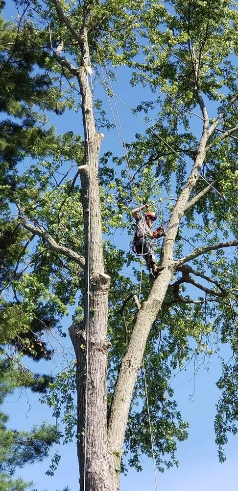 Professional yard cleanup service with custom design across Waterford, MI - Otto Tree Service