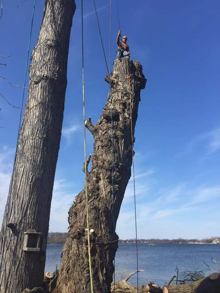 Reliable yard cleanup service for beautiful yards across Waterford, MI - Otto Tree Service
